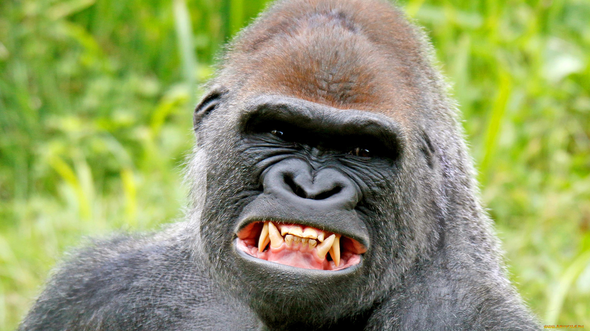 горилла, животные, обезьяны, обезьяна, чёрный, примат, поза, взгляд, шерсть