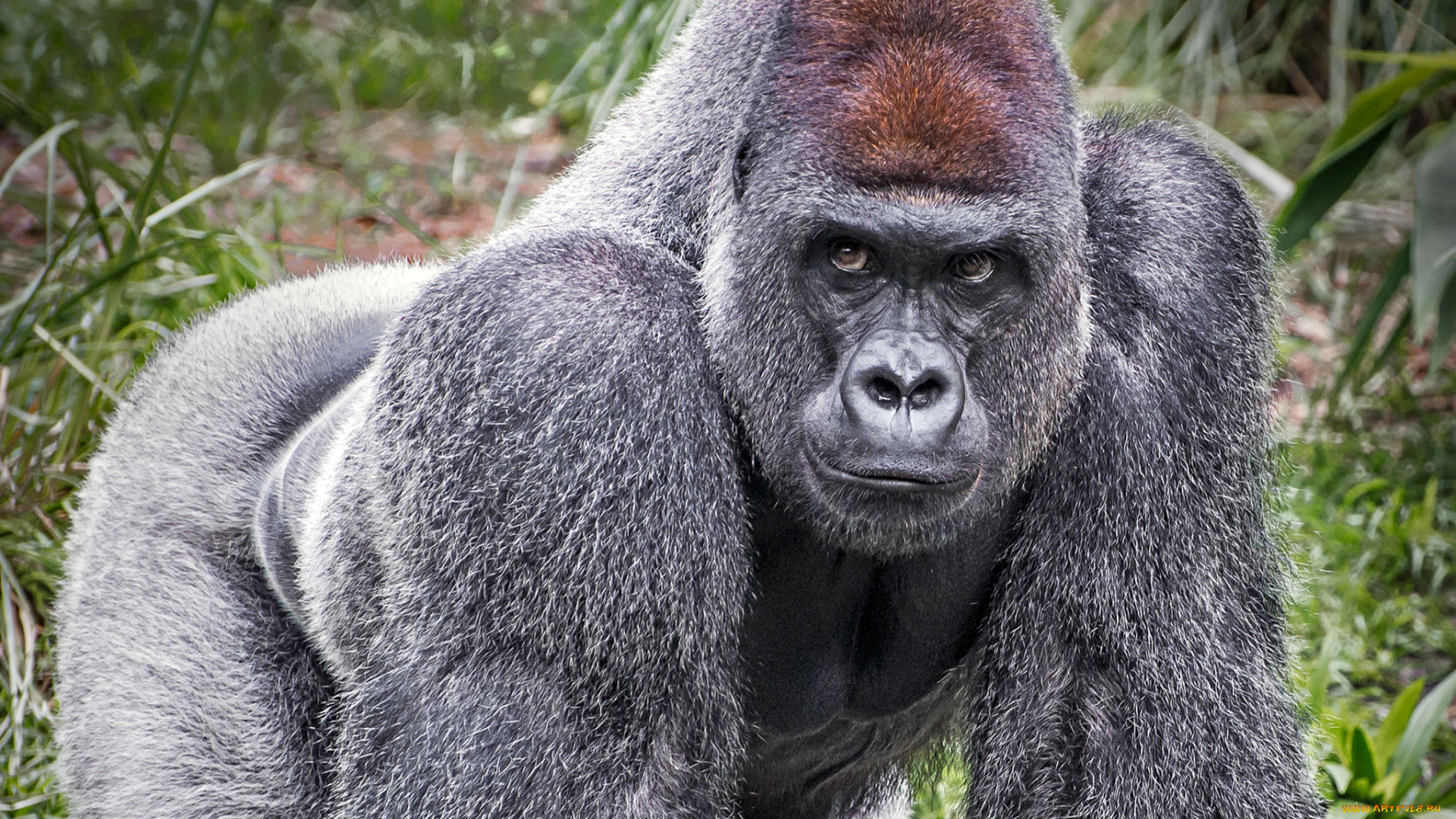 горилла, животные, обезьяны, обезьяна, чёрный, примат, поза, взгляд, шерсть