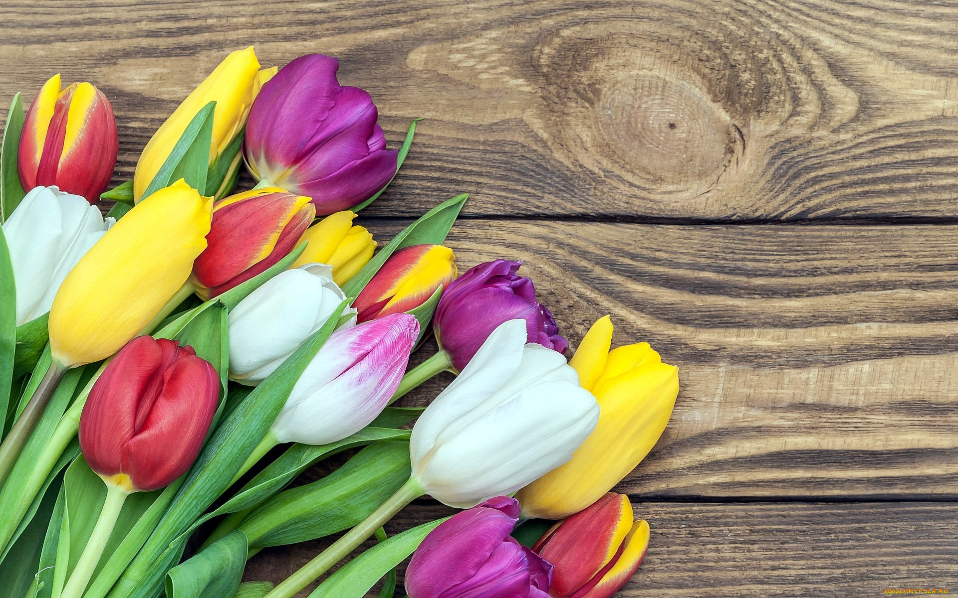 цветы, тюльпаны, бутоны