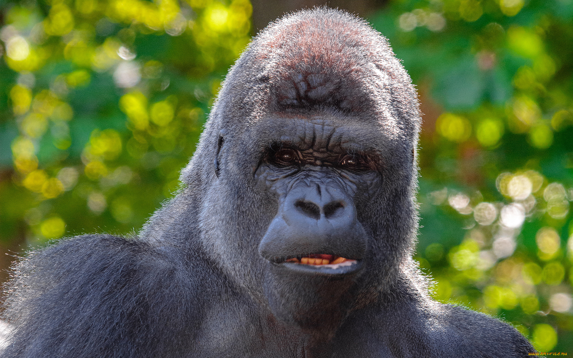 горилла, животные, обезьяны, обезьяна, чёрный, примат, поза, взгляд, шерсть