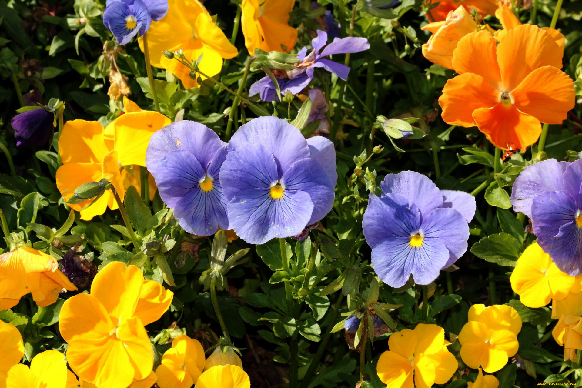 цветы, анютины, глазки, , садовые, фиалки, разноцветный