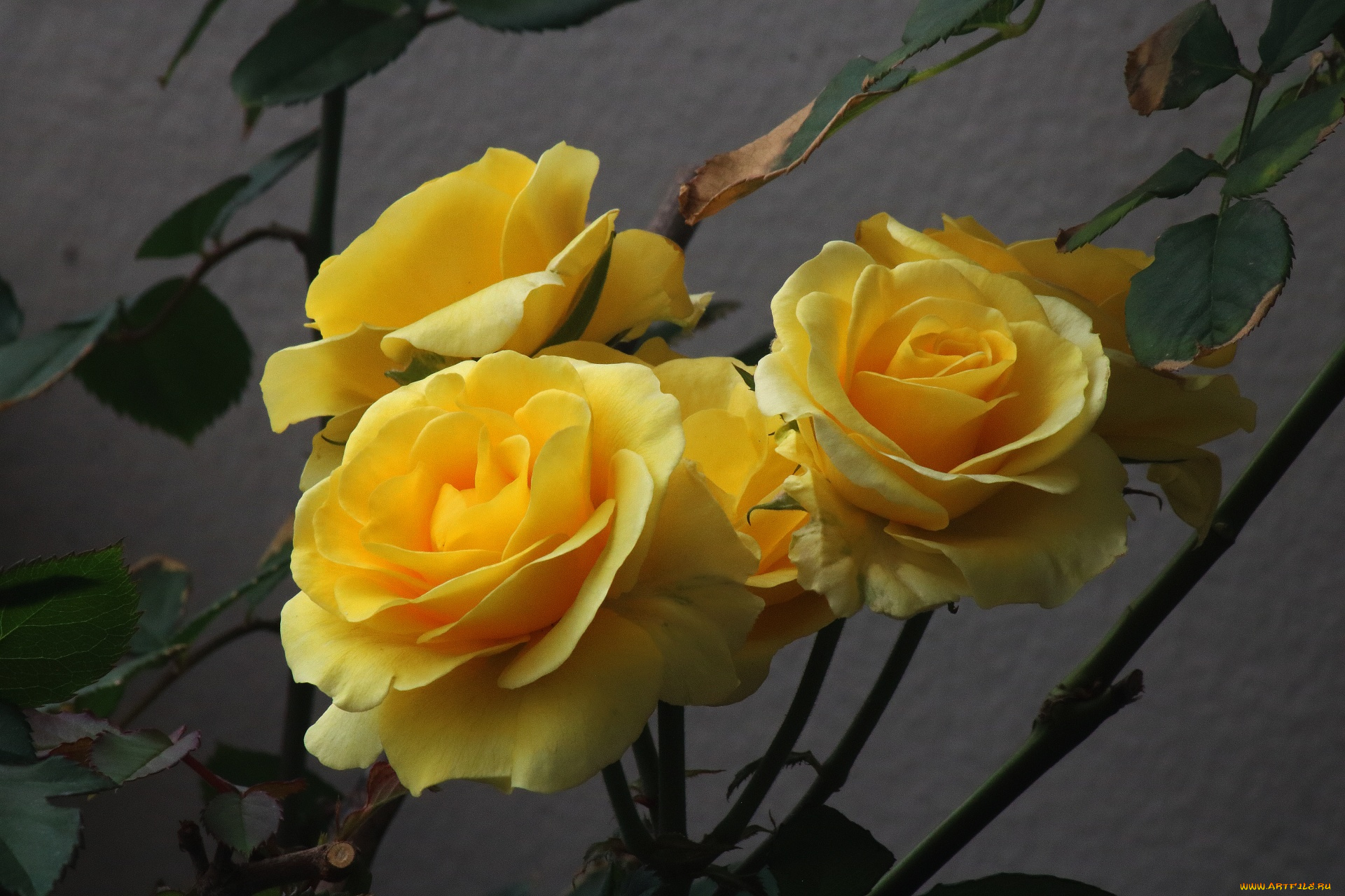 цветы, розы, бутоны