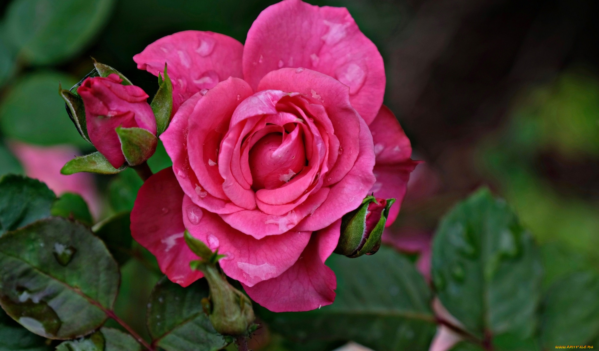 цветы, розы, розовый