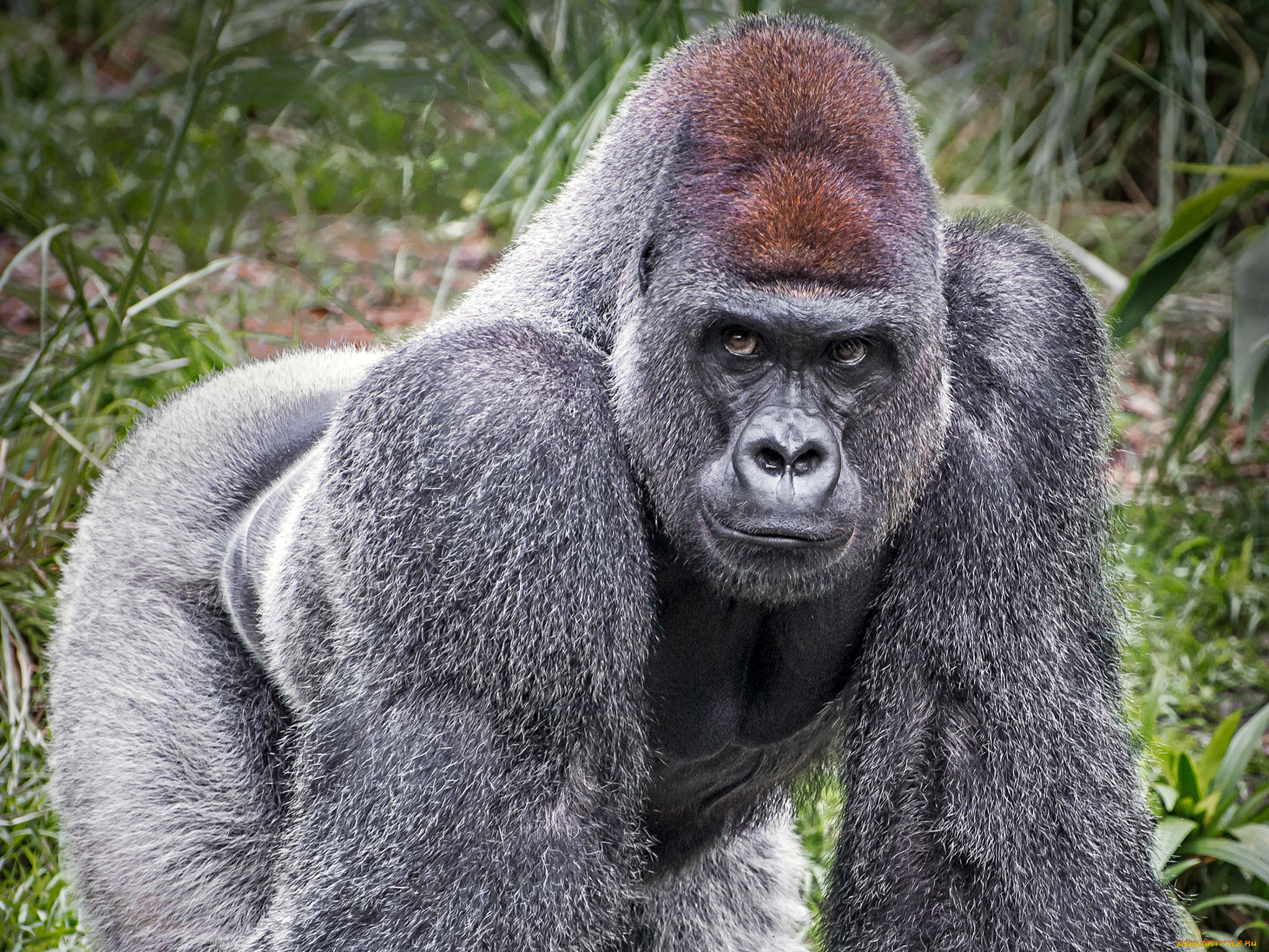 горилла, животные, обезьяны, обезьяна, чёрный, примат, поза, взгляд, шерсть