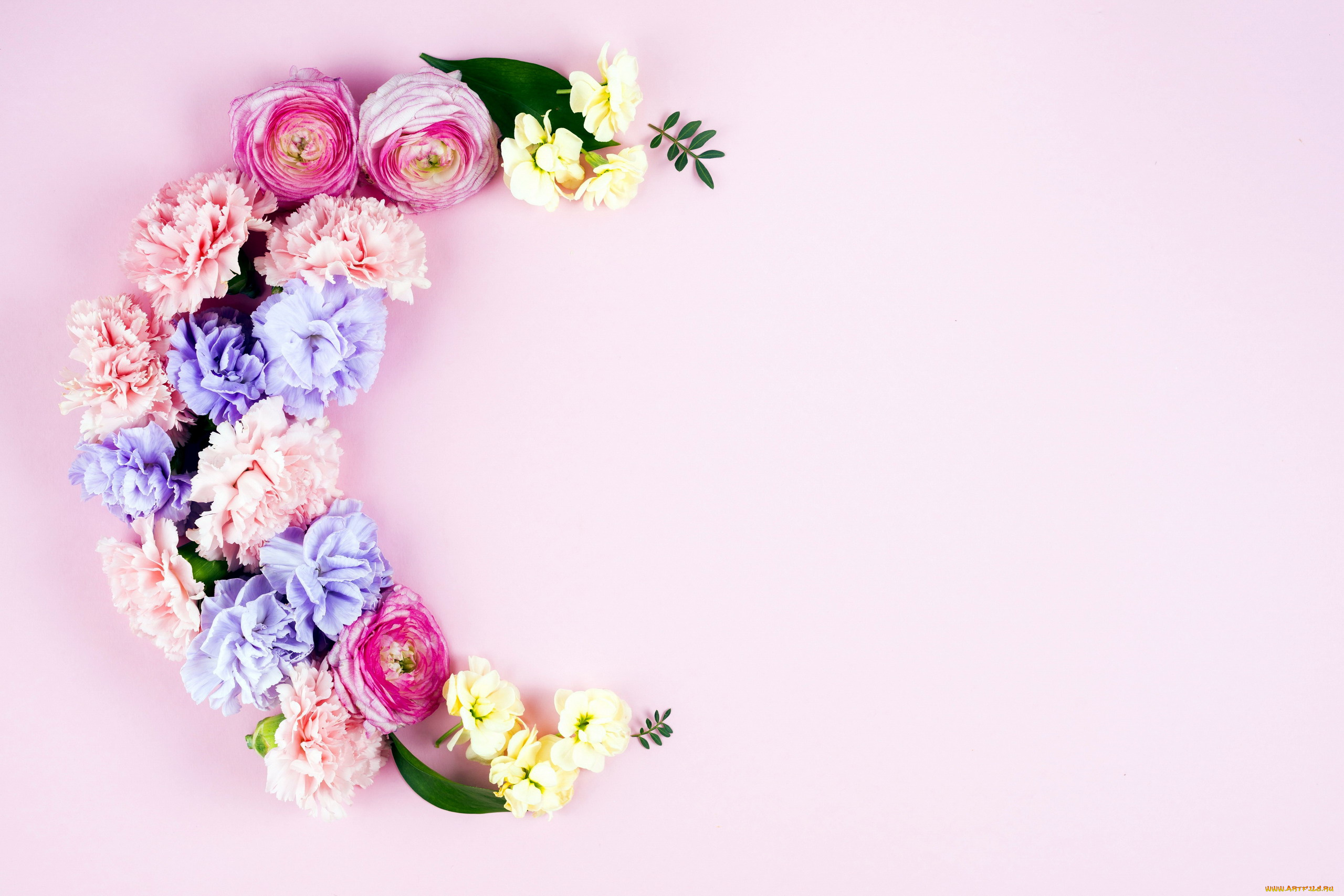 цветы, букеты, , композиции, гвоздика, ранункулюс