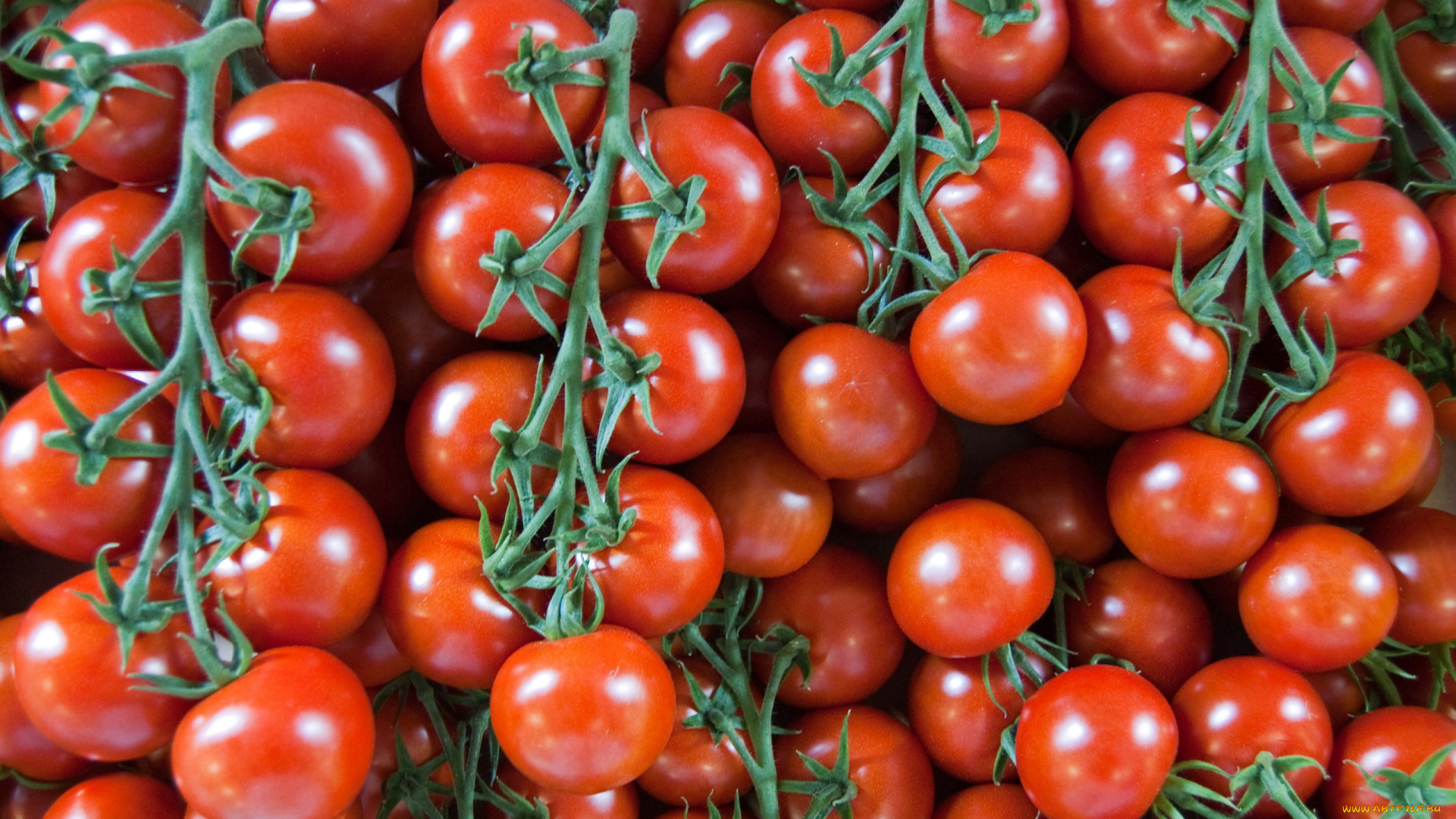 еда, помидоры, спелые, много, урожай
