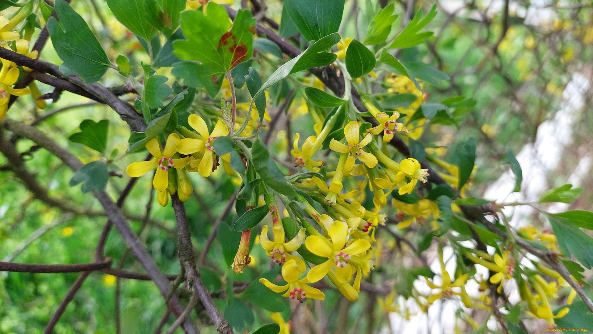 цветы, цветущие, овощи, , ягоды, черная, смородина