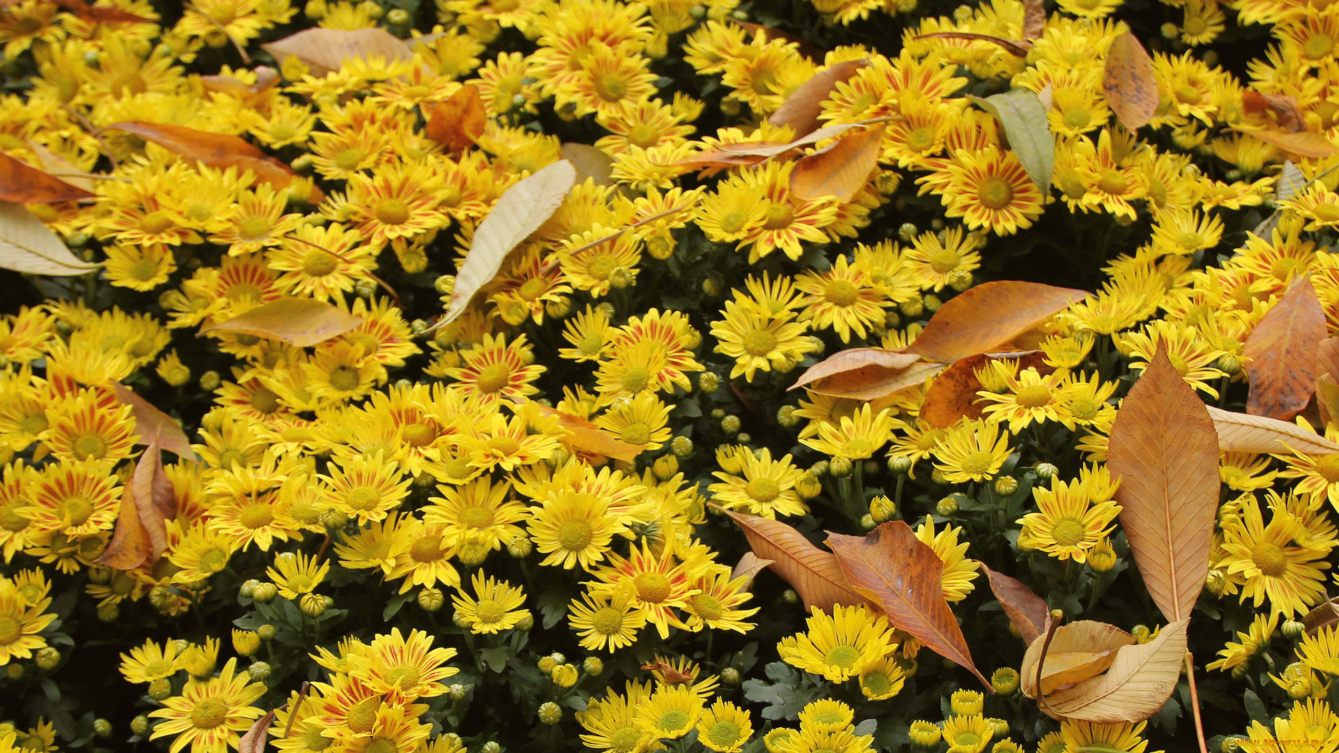 цветы, хризантемы, осень