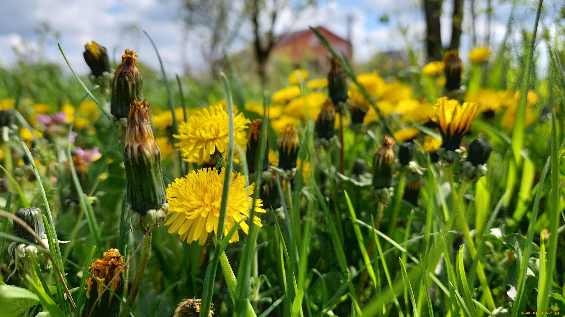 цветы, одуванчики