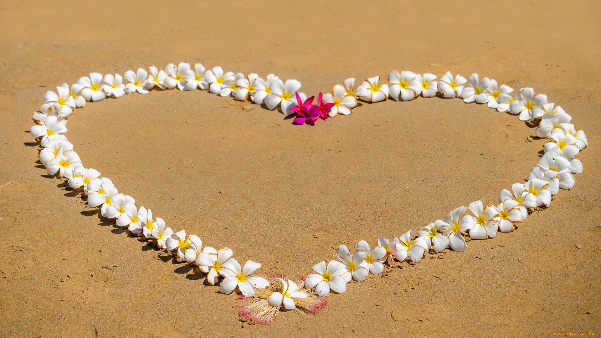 цветы, плюмерия, песок