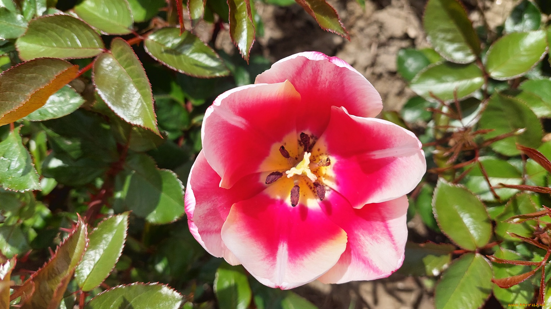 цветы, тюльпаны, тюльпан