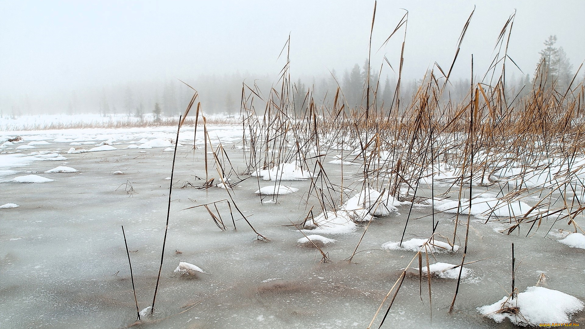 природа, реки, озера, озеро, камыши, снег, лед