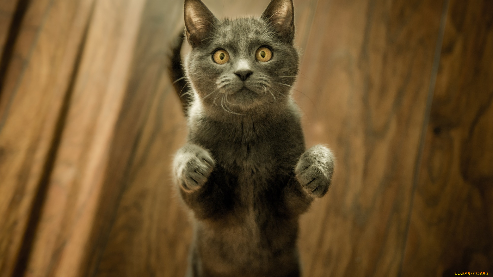 животные, коты, кот, кошка