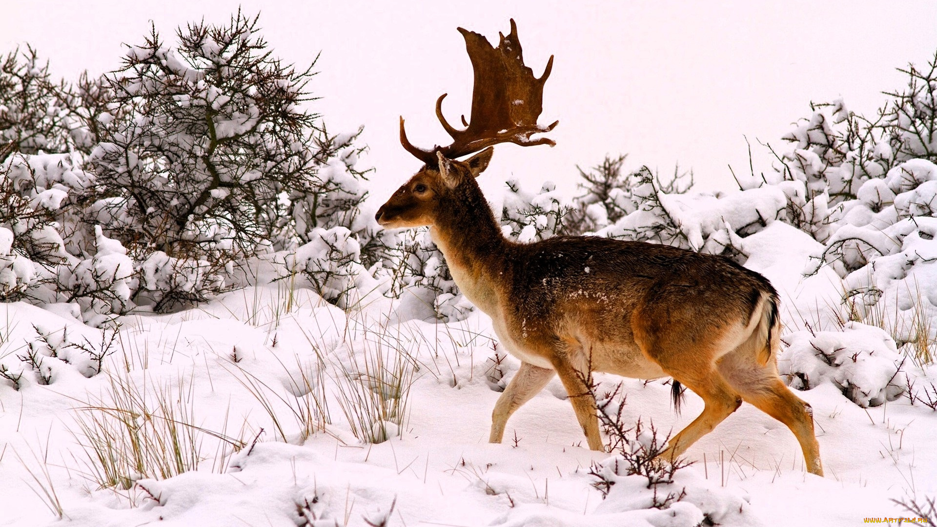 животные, олени, лань, снег, кусты