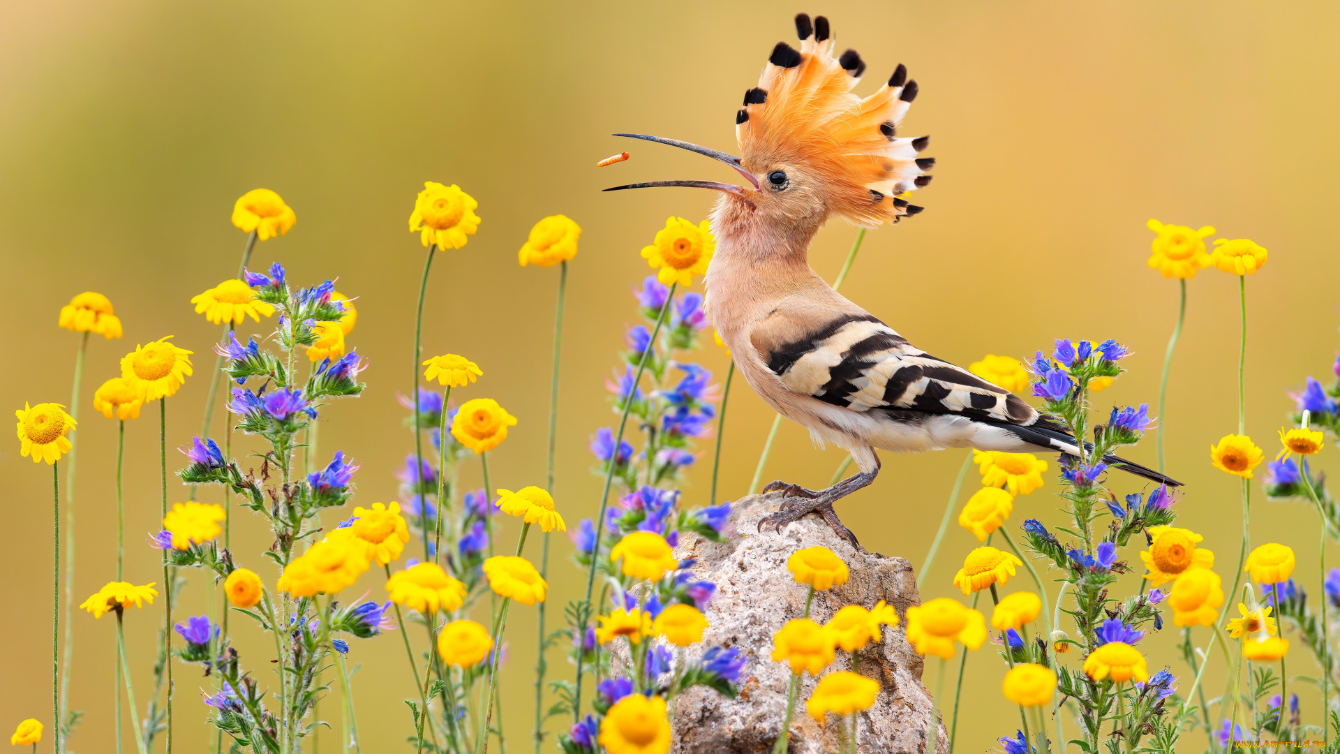 животные, удоды, удод