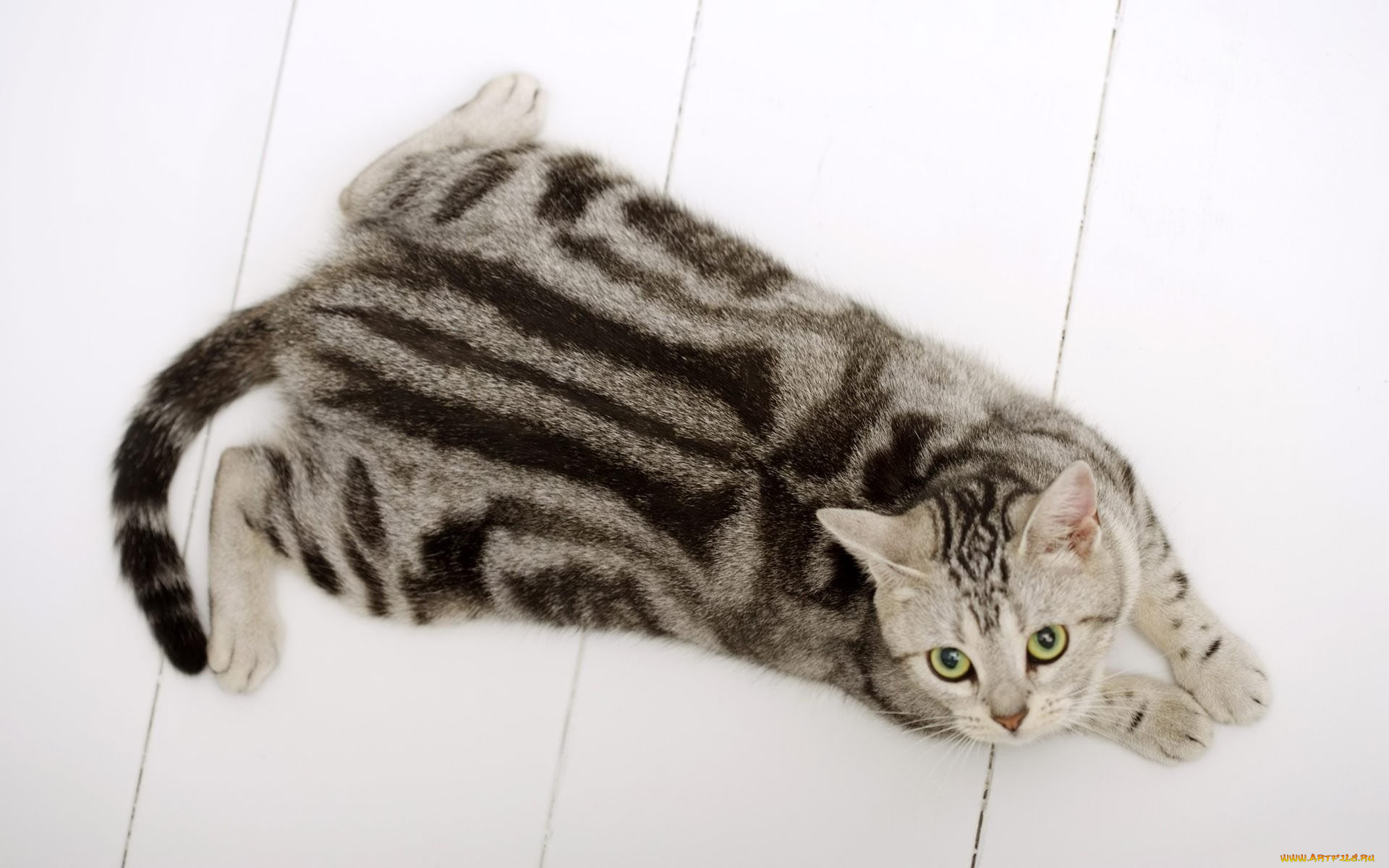 животные, коты, полосатая, кошка