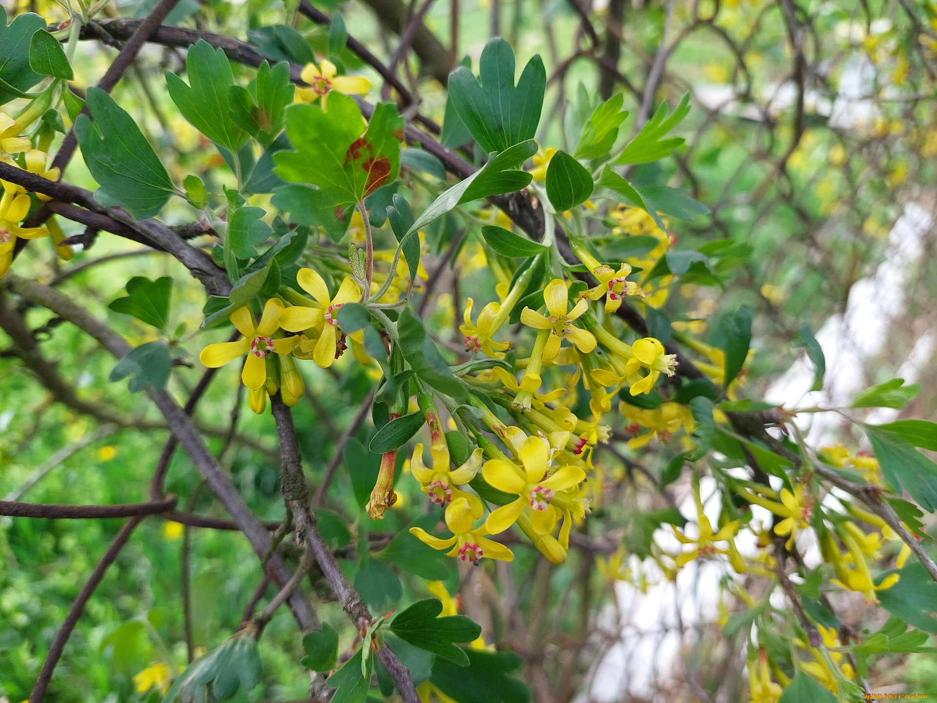 цветы, цветущие, овощи, , ягоды, черная, смородина