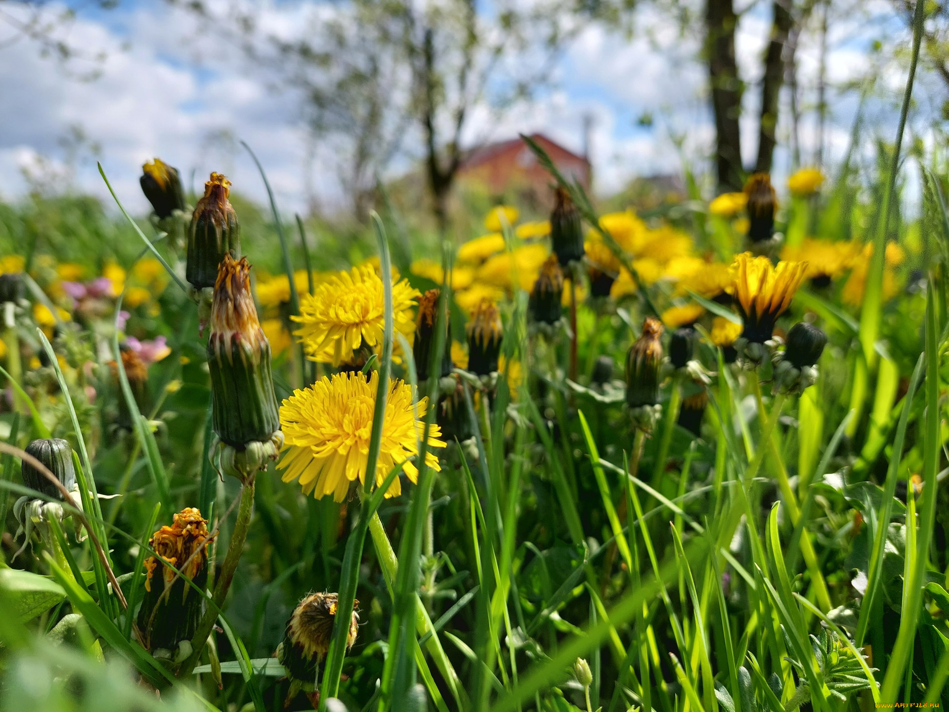 цветы, одуванчики