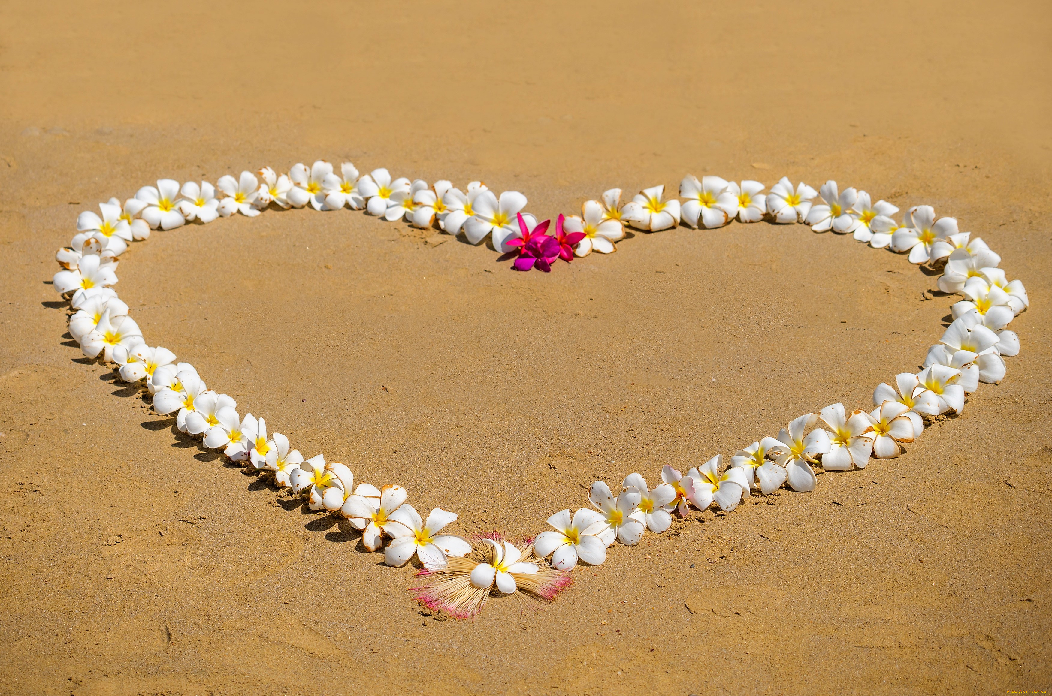 цветы, плюмерия, песок