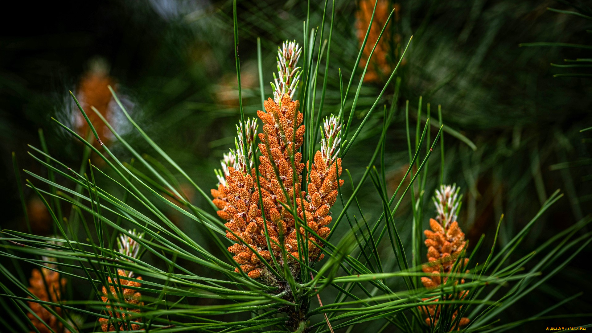 природа, деревья, сосна, ветки