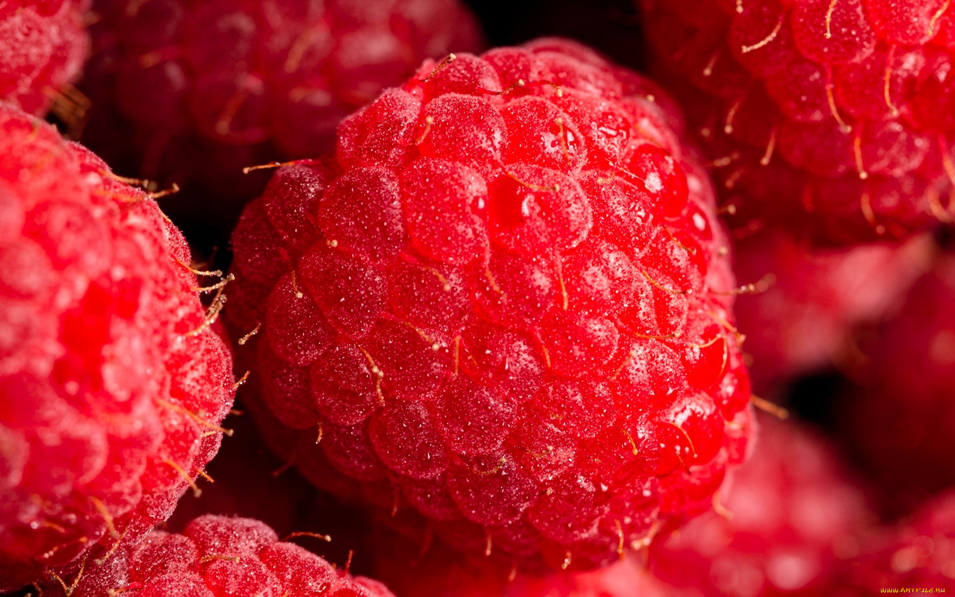 еда, малина, ягоды