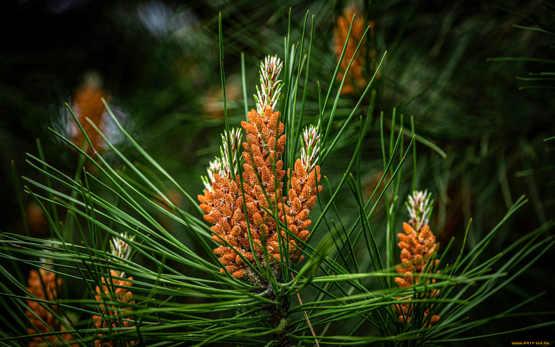 природа, деревья, сосна, ветки