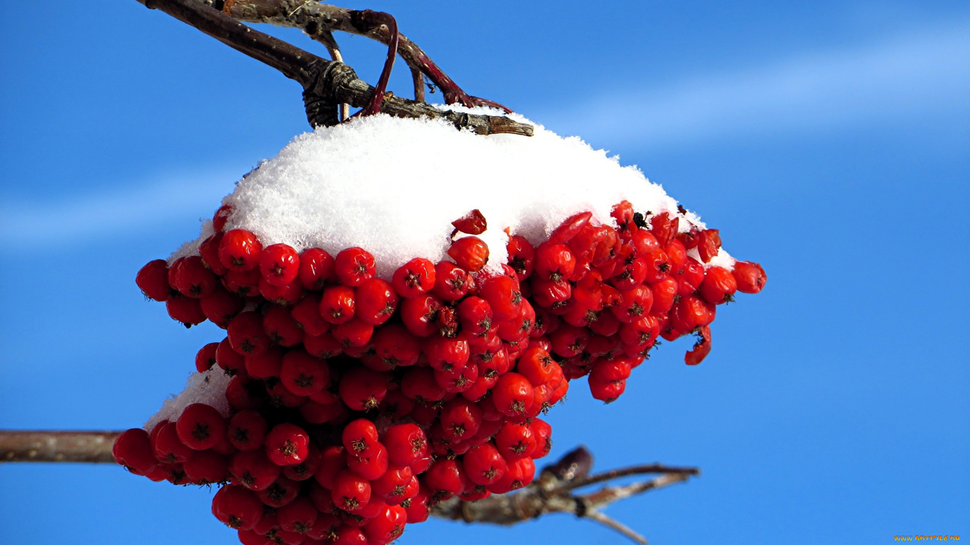 природа, ягоды, , рябина, ветки, снег, небо