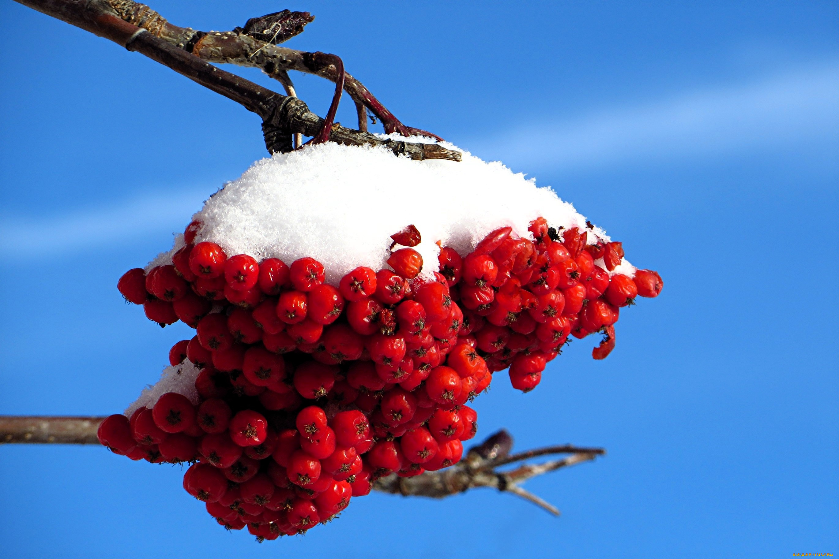 природа, ягоды, , рябина, ветки, снег, небо