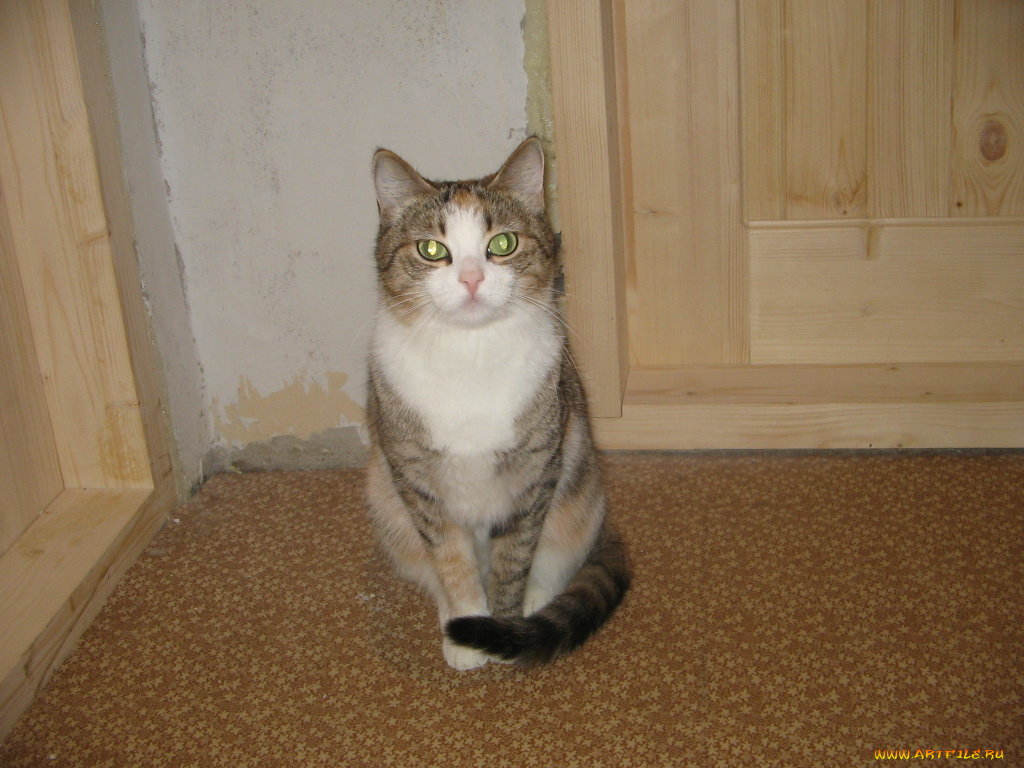 123, животные, коты