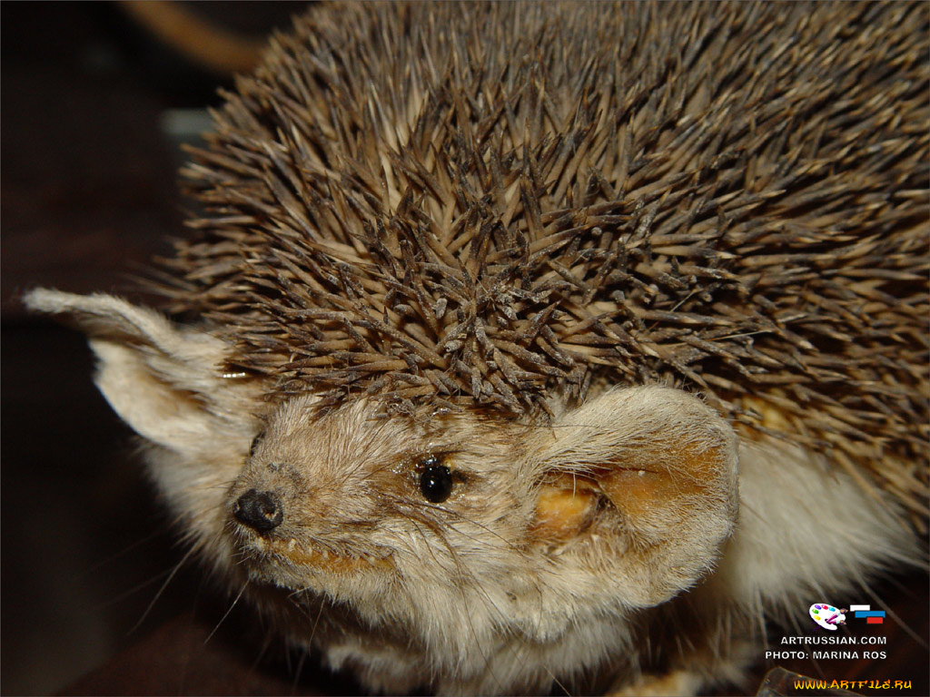 животные, ежи