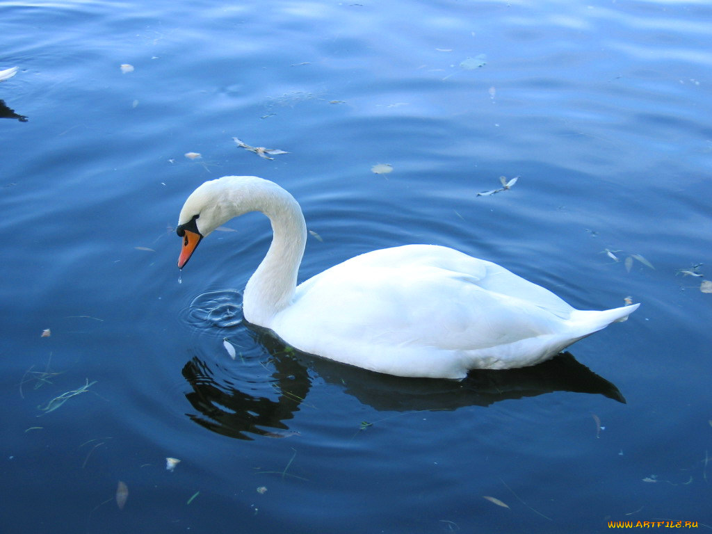 животные, лебеди
