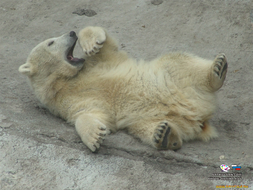животные, медведи