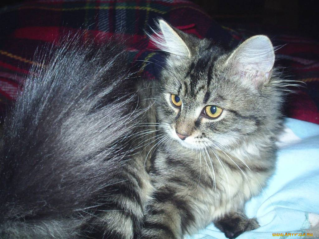 Чем, не, песец, животные, коты