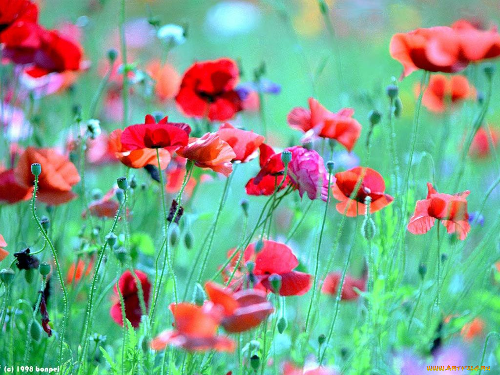 цветы, маки