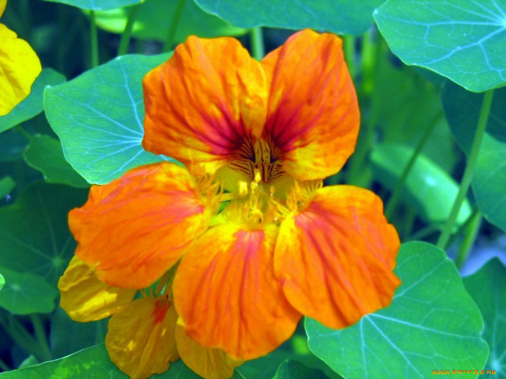 цветы, настурции