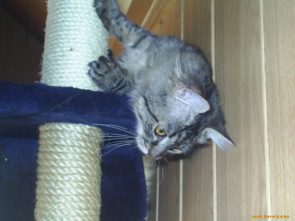 мне, сверху, видно, всее, животные, коты