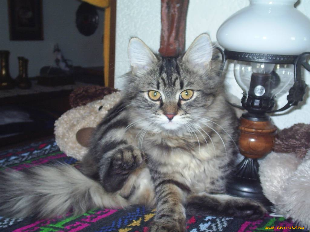 ну, долго, мне, еще, позе, сидеть, животные, коты