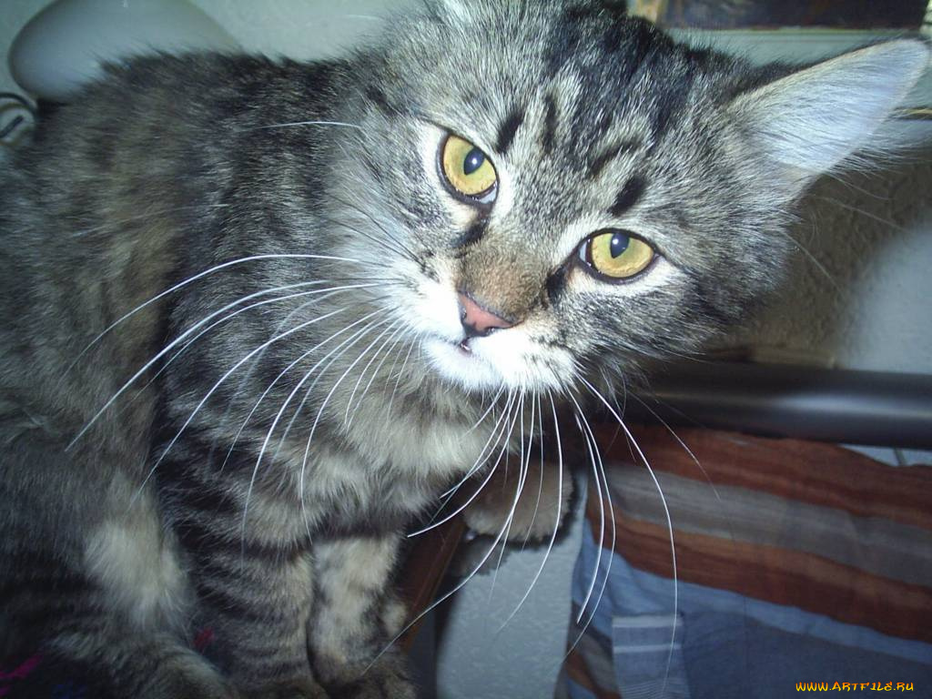 откуда, птичка, говоришь, вылетит, животные, коты