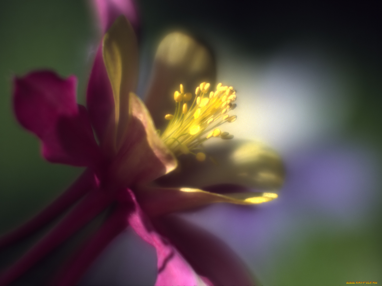 цветы, аквилегия, водосбор