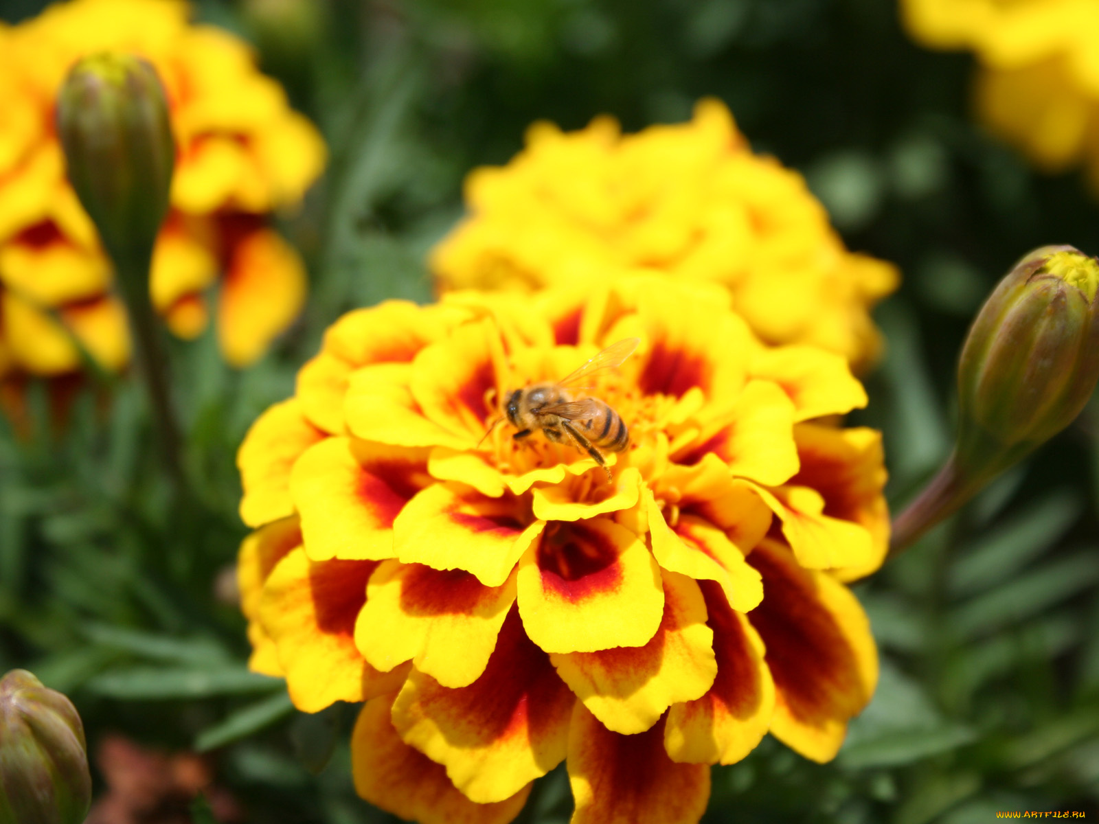 цветы, бархатцы