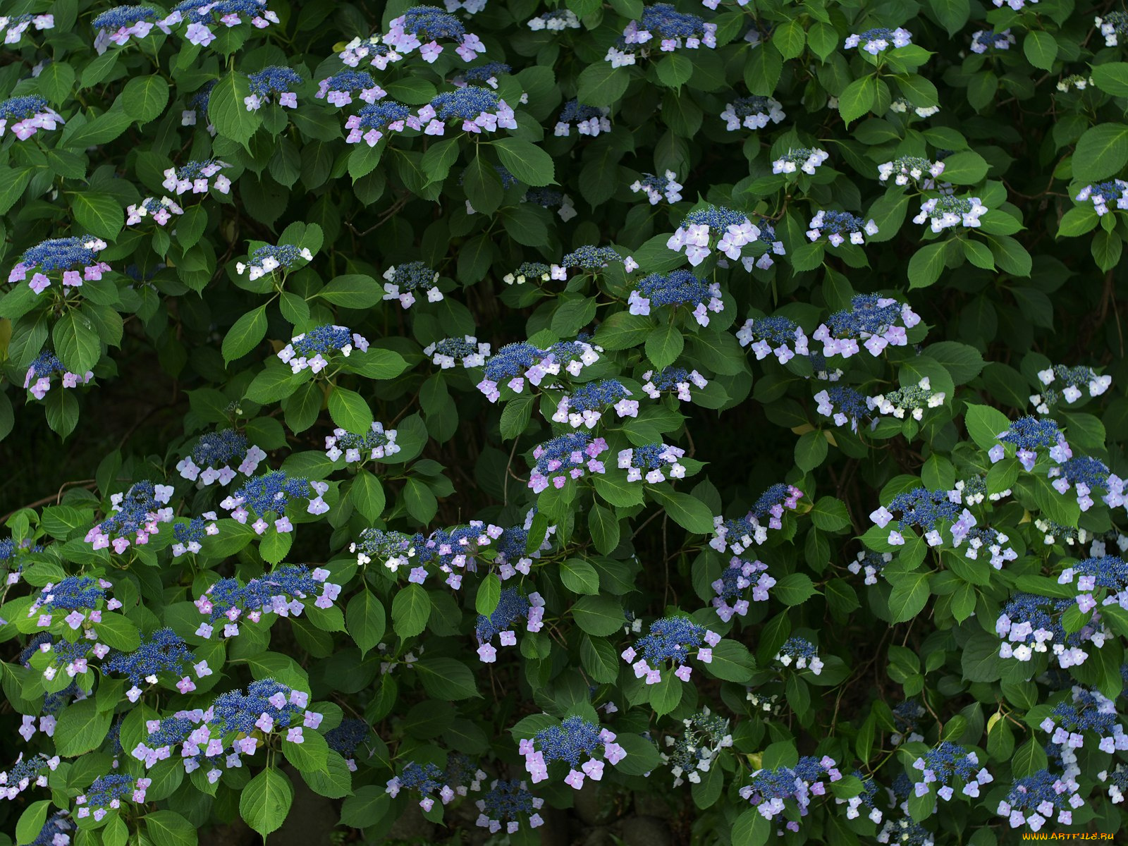 цветы, гортензия