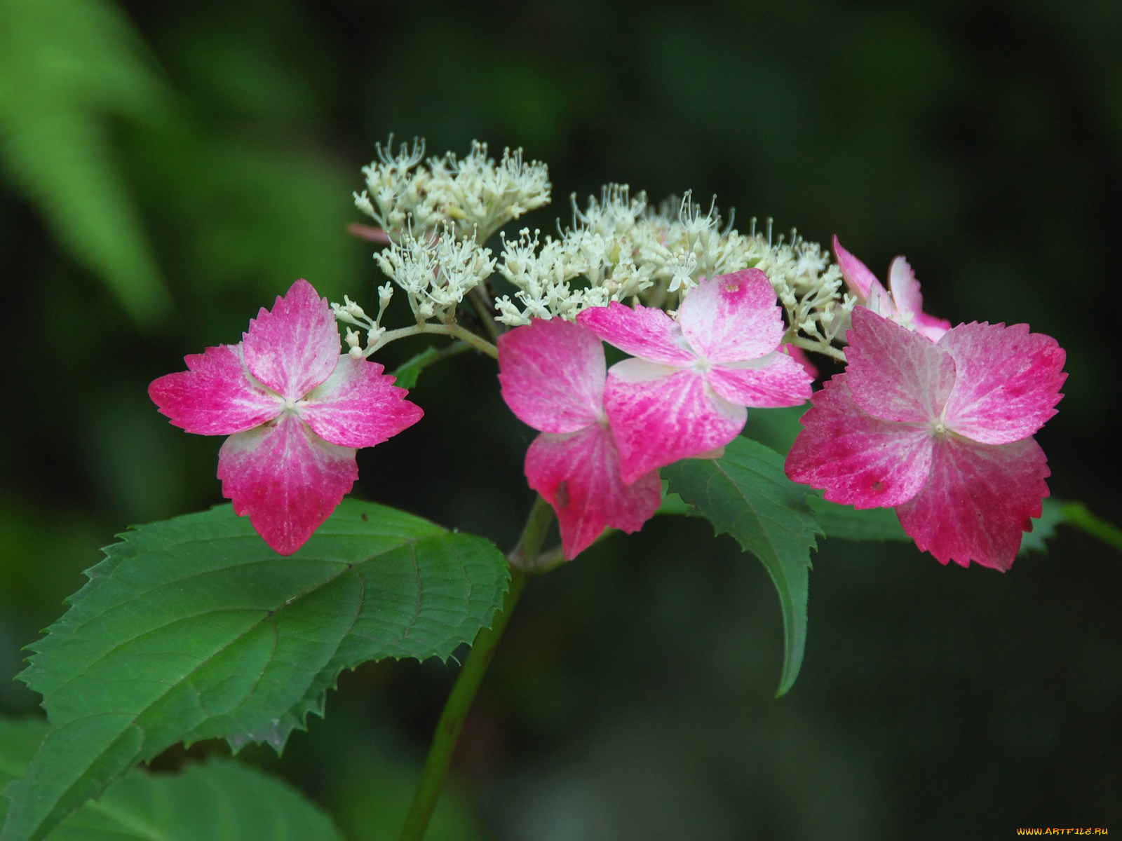 цветы, гортензия