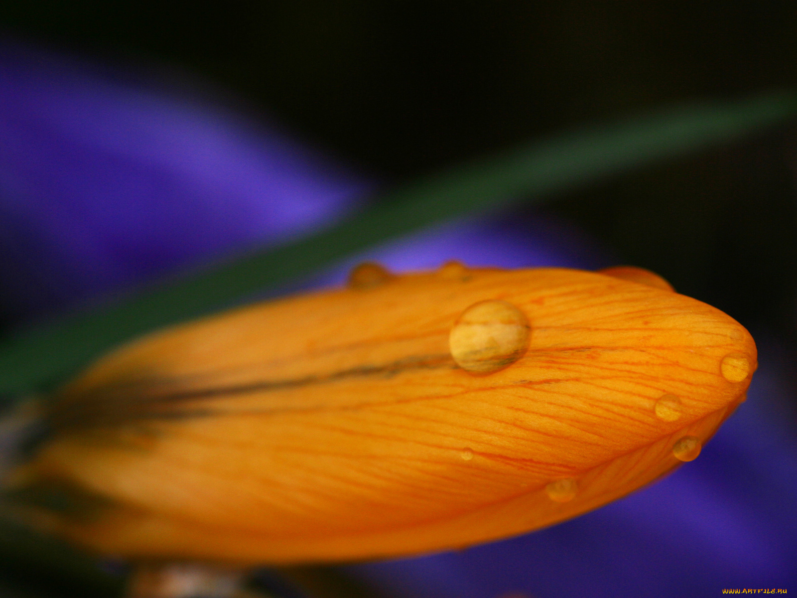 цветы, крокусы