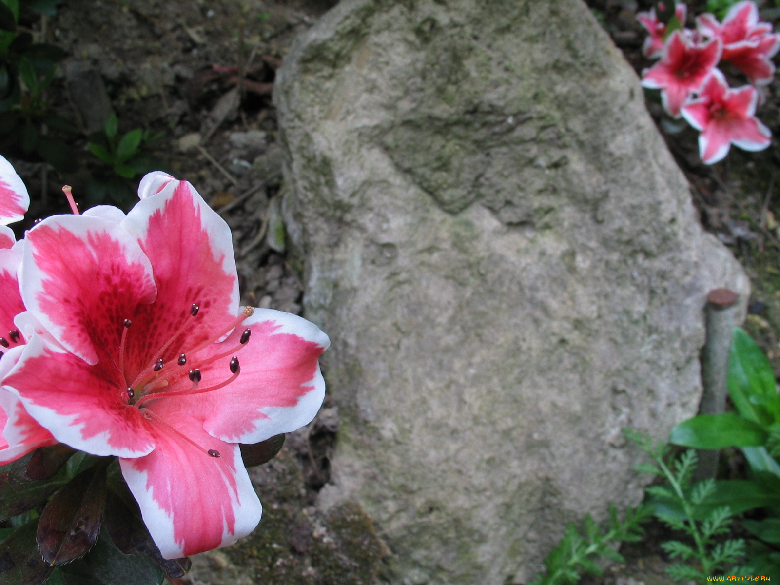 цветы, рододендроны, азалии