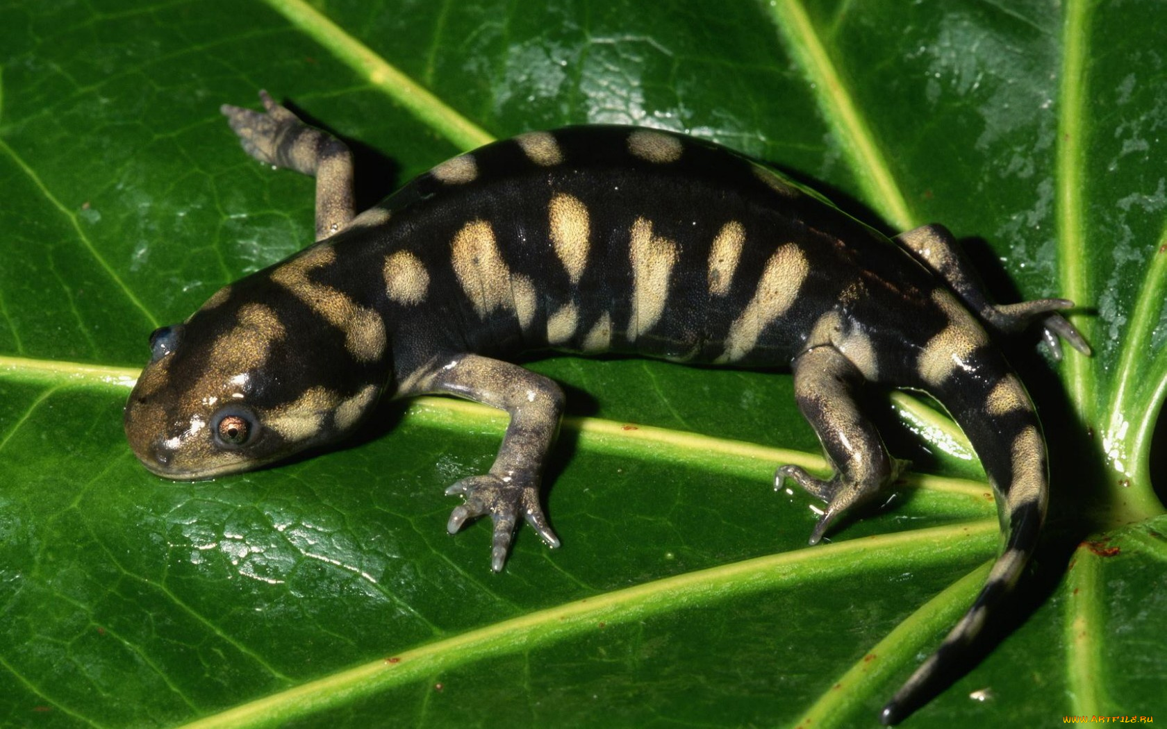 животные, Ящерицы, игуаны, вараны