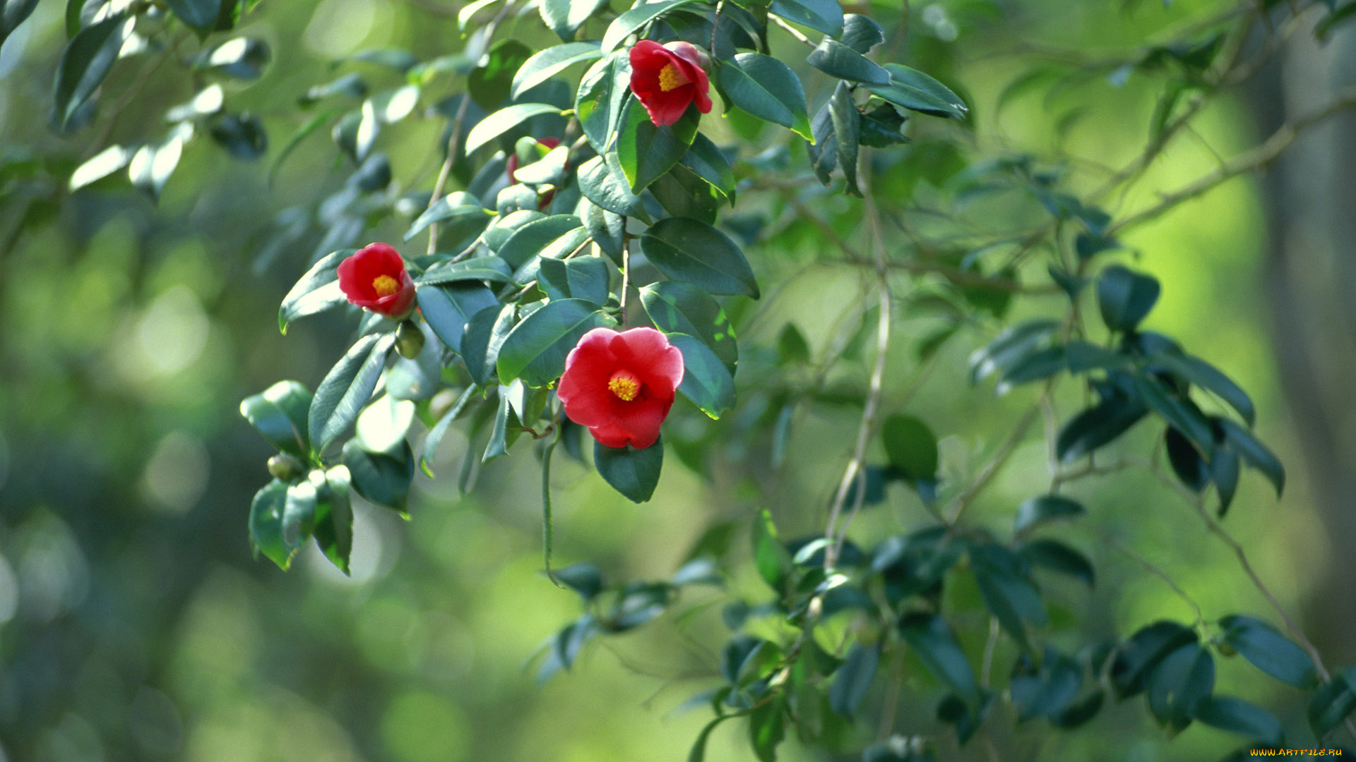 цветы, камелии