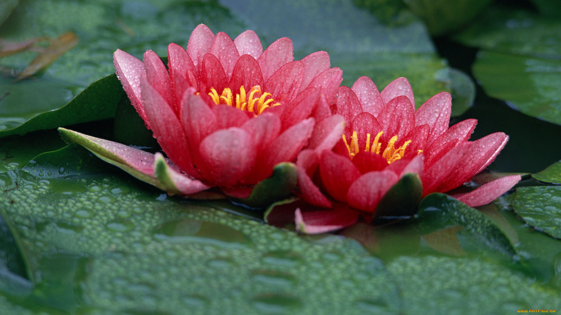 цветы, лилии, водяные, нимфеи, кувшинки