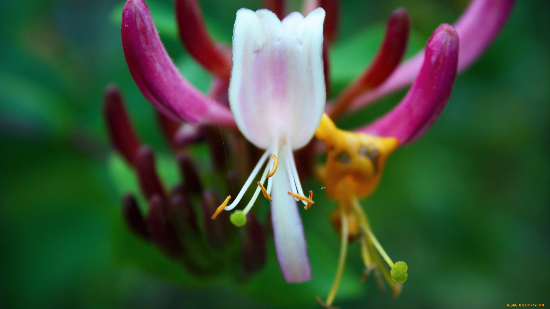 цветы, рододендроны, азалии