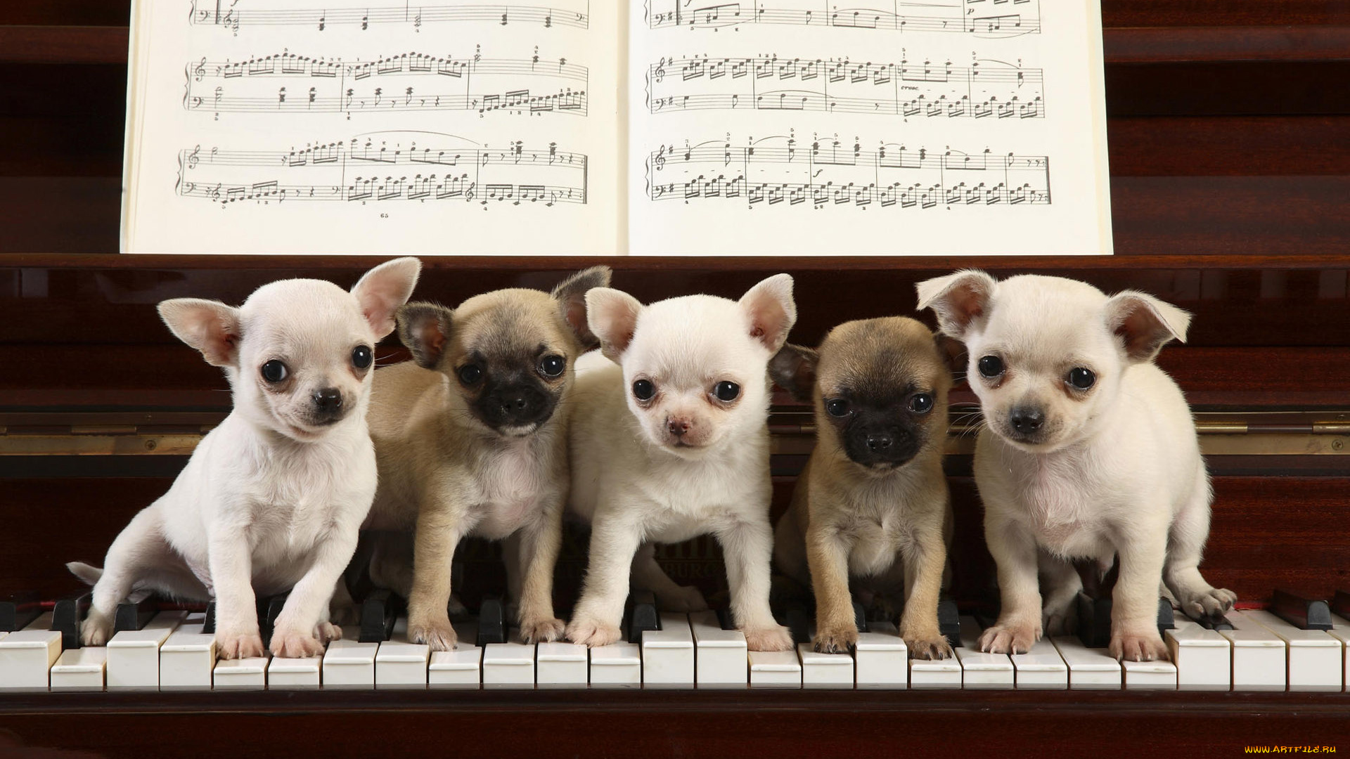 животные, собаки