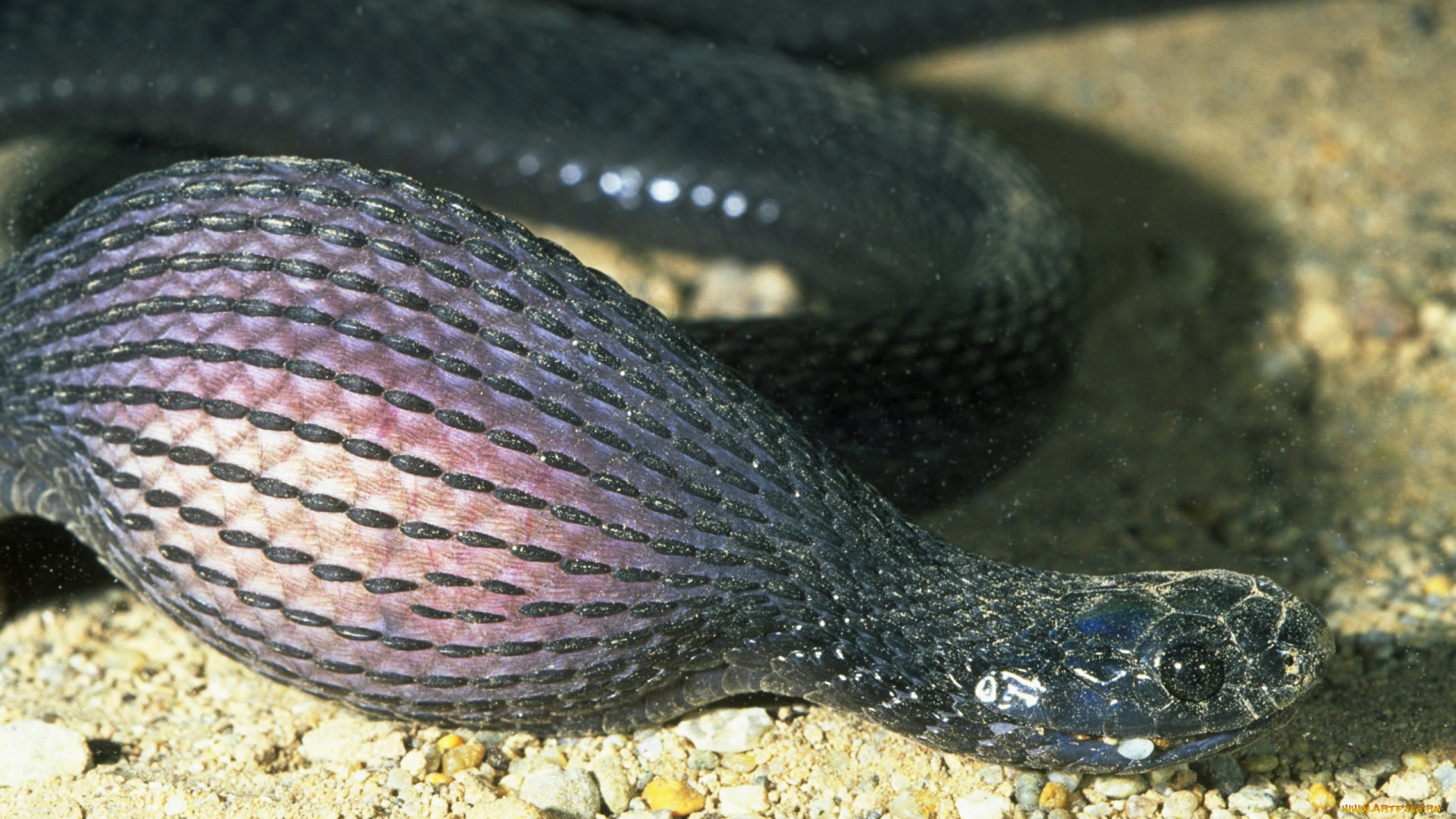 животные, змеи, питоны, кобры